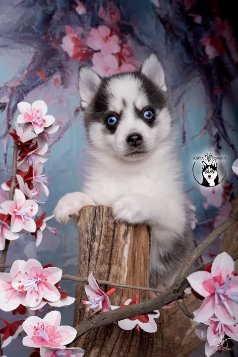 KIRO, chiot Pomsky Royal POMSKY - photo 1