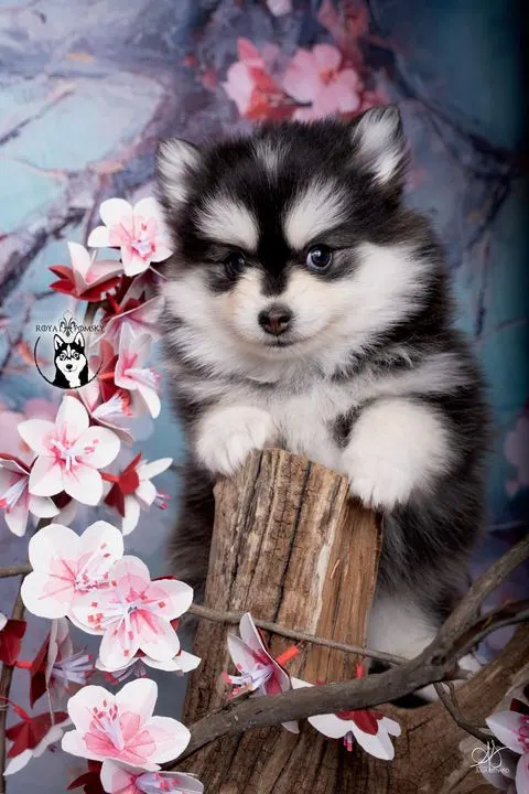 KIT, chiot Pomsky Royal POMSKY - photo 1