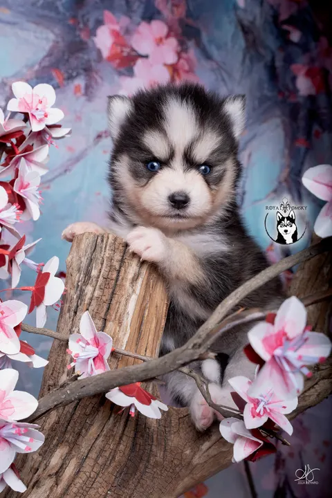 LOKI, chiot Pomsky Royal POMSKY - photo 1