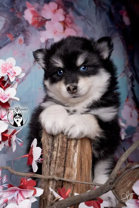 LOUP, chiot Pomsky Royal POMSKY - photo 1