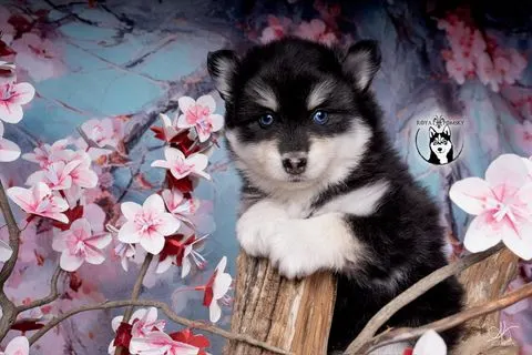 LOUP, chiot Pomsky Royal POMSKY - photo 2