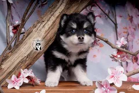 LOUP, chiot Pomsky Royal POMSKY - photo 3
