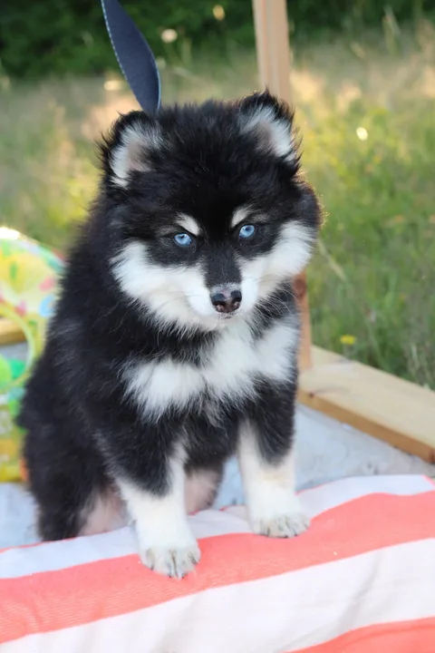 LOUP, chiot Pomsky Royal POMSKY - photo 1