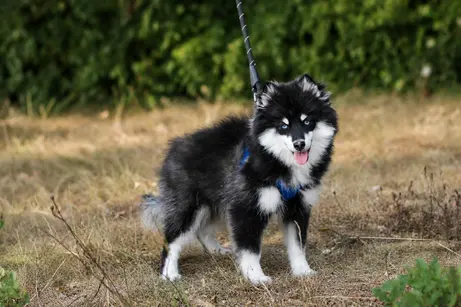 LOUP, chiot Pomsky Royal POMSKY - photo 1