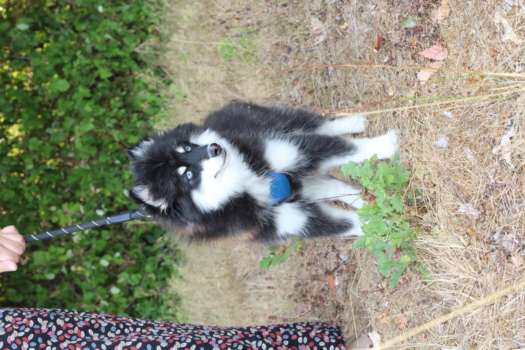 LOUP, chiot Pomsky Royal POMSKY - photo 4