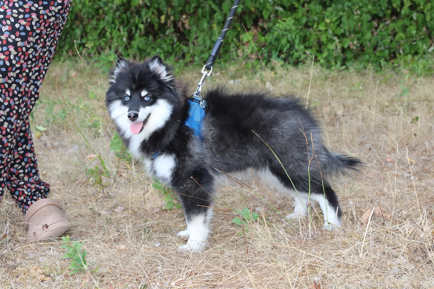 LOUP, chiot Pomsky Royal POMSKY - photo 3