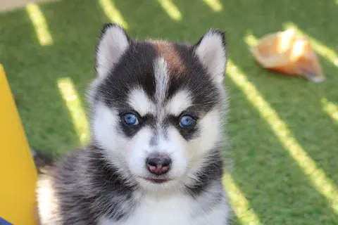 Nikita, femelle Pomsky F4 miniature noire et blanche aux yeux bleus, assise chez Royal POMSKY