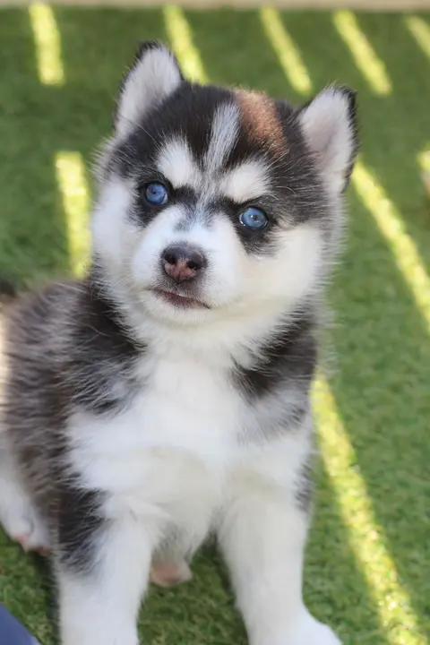 NIKITA, chiot Pomsky Royal POMSKY - photo 2