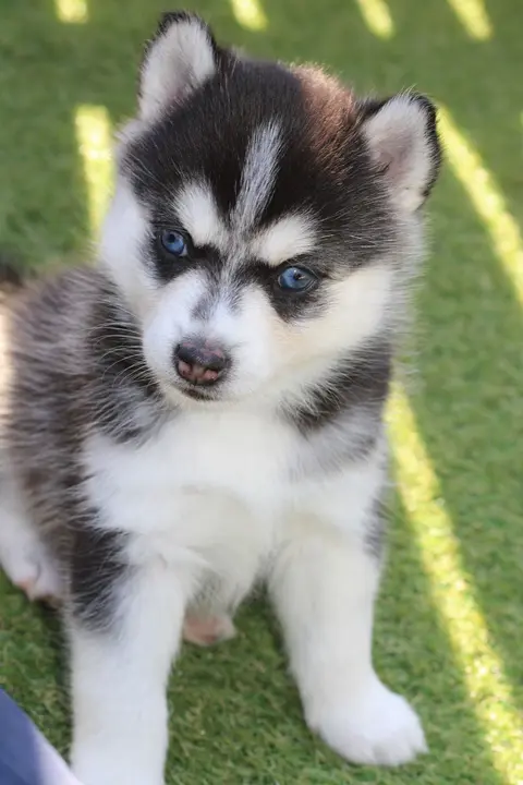 NIKITA, chiot Pomsky Royal POMSKY - photo 3