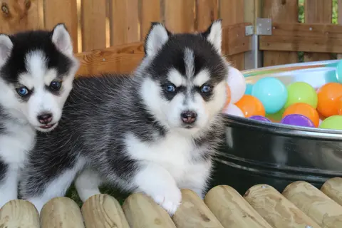 NIKITA, chiot Pomsky Royal POMSKY - photo 4
