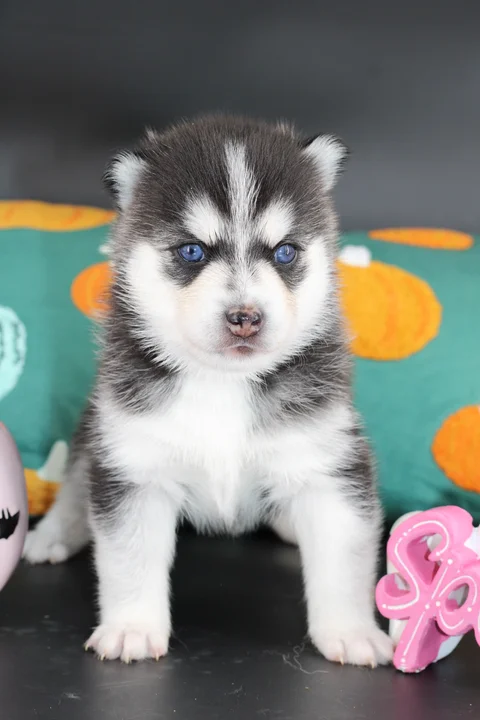 Nikita, femelle Pomsky F4 miniature noire et blanche aux yeux bleus, assise chez Royal POMSKY