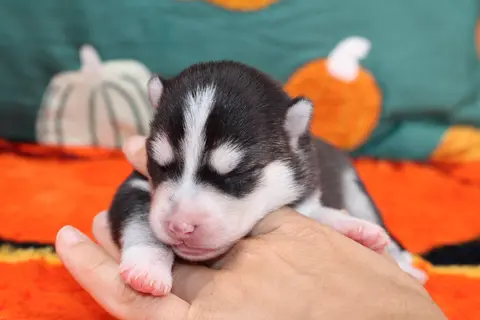 NIKITA, chiot Pomsky Royal POMSKY - photo 1