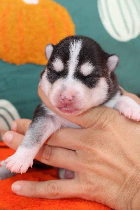 NIKITA, chiot Pomsky Royal POMSKY - photo 2