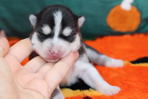 NIKITA, chiot Pomsky Royal POMSKY - photo 3