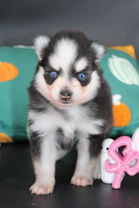 Nox, chiot Pomsky Toy F4 noir et blanc aux yeux bleus, assis chez Royal POMSKY