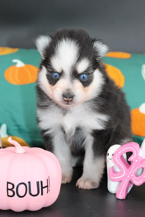 NOX, chiot Pomsky Royal POMSKY - photo 2