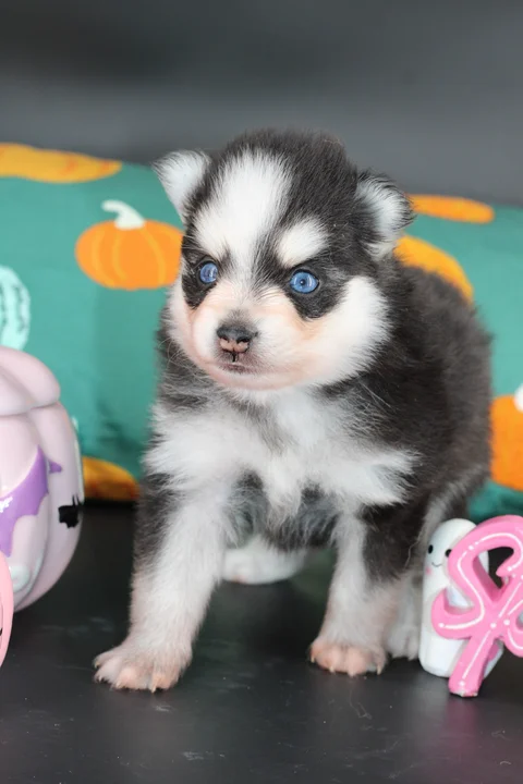NOX, chiot Pomsky Royal POMSKY - photo 3