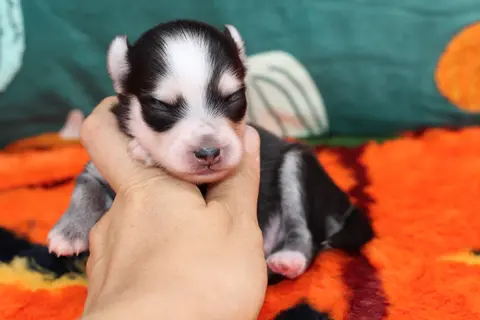 NOX, chiot Pomsky Royal POMSKY - photo 1