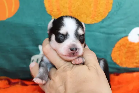 NOX, chiot Pomsky Royal POMSKY - photo 2