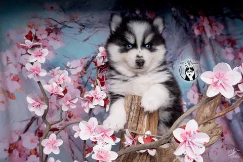 SANO, chiot Pomsky Royal POMSKY - photo 1