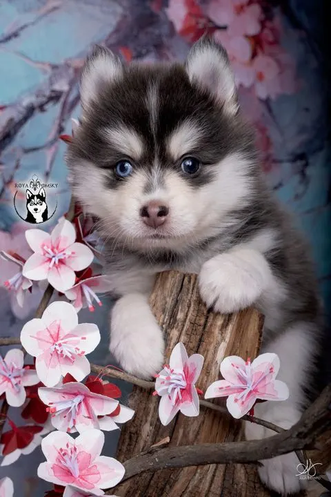 SORA, chiot Pomsky Royal POMSKY - photo 1