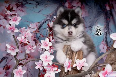 SORA, chiot Pomsky Royal POMSKY - photo 2