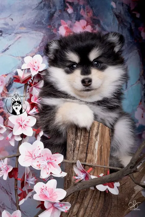 STAR, chiot Pomsky Royal POMSKY - photo 1