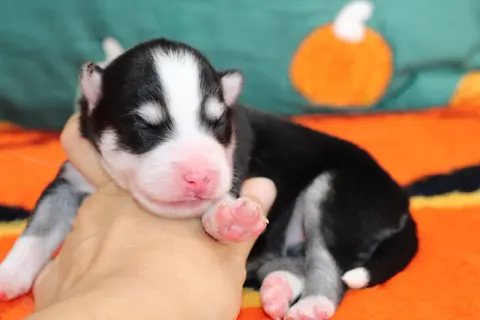 TOKYO, chiot Pomsky Royal POMSKY - photo 1