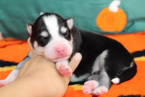 TOKYO, chiot Pomsky Royal POMSKY - photo 2