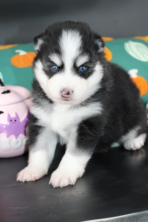 Tokyo, chiot Pomsky F4 miniature noir et blanc aux yeux bleus, assis chez Royal POMSKY