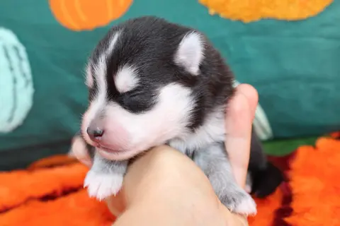 VEGAS, chiot Pomsky Royal POMSKY - photo 1