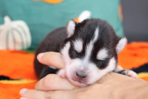 VEGAS, chiot Pomsky Royal POMSKY - photo 2