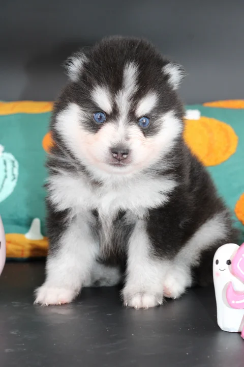 Vegas, chiot Pomsky Toy F4 noir et blanc aux yeux bleus, assis chez Royal POMSKY