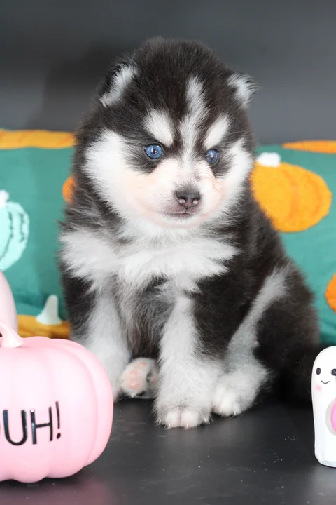 VEGAS, chiot Pomsky Royal POMSKY - photo 2