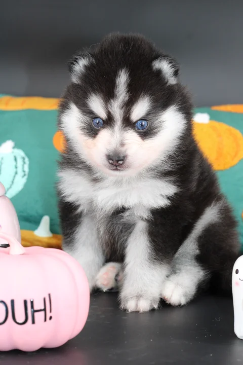 VEGAS, chiot Pomsky Royal POMSKY - photo 3