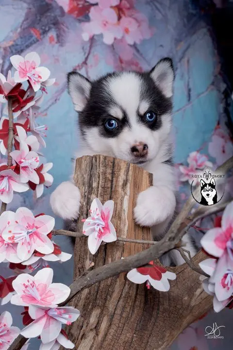 AÏKA, chiot Pomsky Royal POMSKY - photo 1