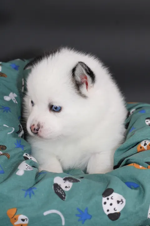 ALASKA, chiot Pomsky Royal POMSKY - photo 3