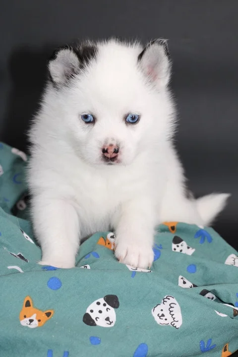 ALASKA, chiot Pomsky Royal POMSKY - photo 1