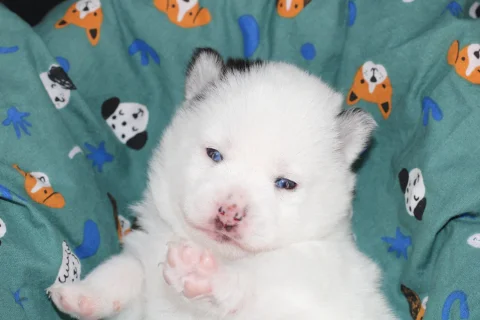 ALASKA, chiot Pomsky Royal POMSKY - photo 1