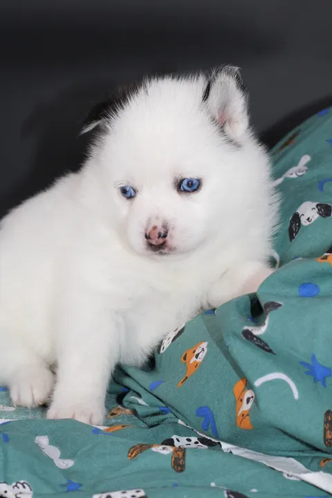 ALASKA, chiot Pomsky Royal POMSKY - photo 4