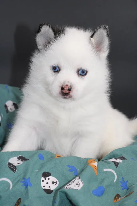 ALASKA, chiot Pomsky Royal POMSKY - photo 2