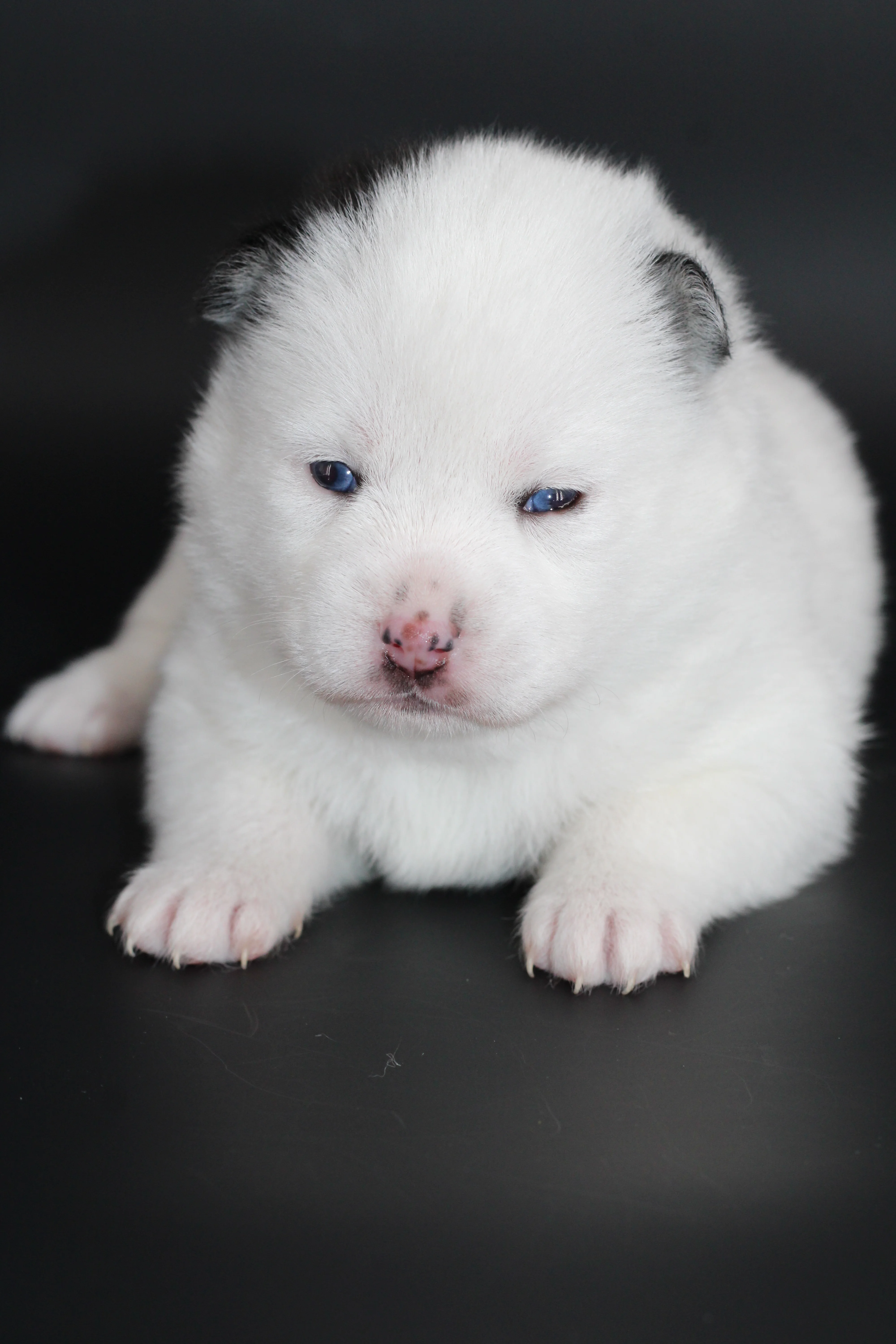 ALASKA, chiot Pomsky Royal POMSKY - photo 2
