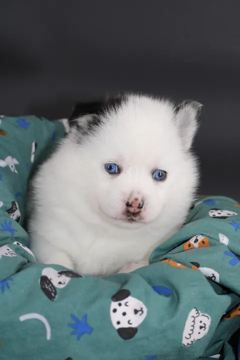 ALASKA, chiot Pomsky Royal POMSKY - photo 5