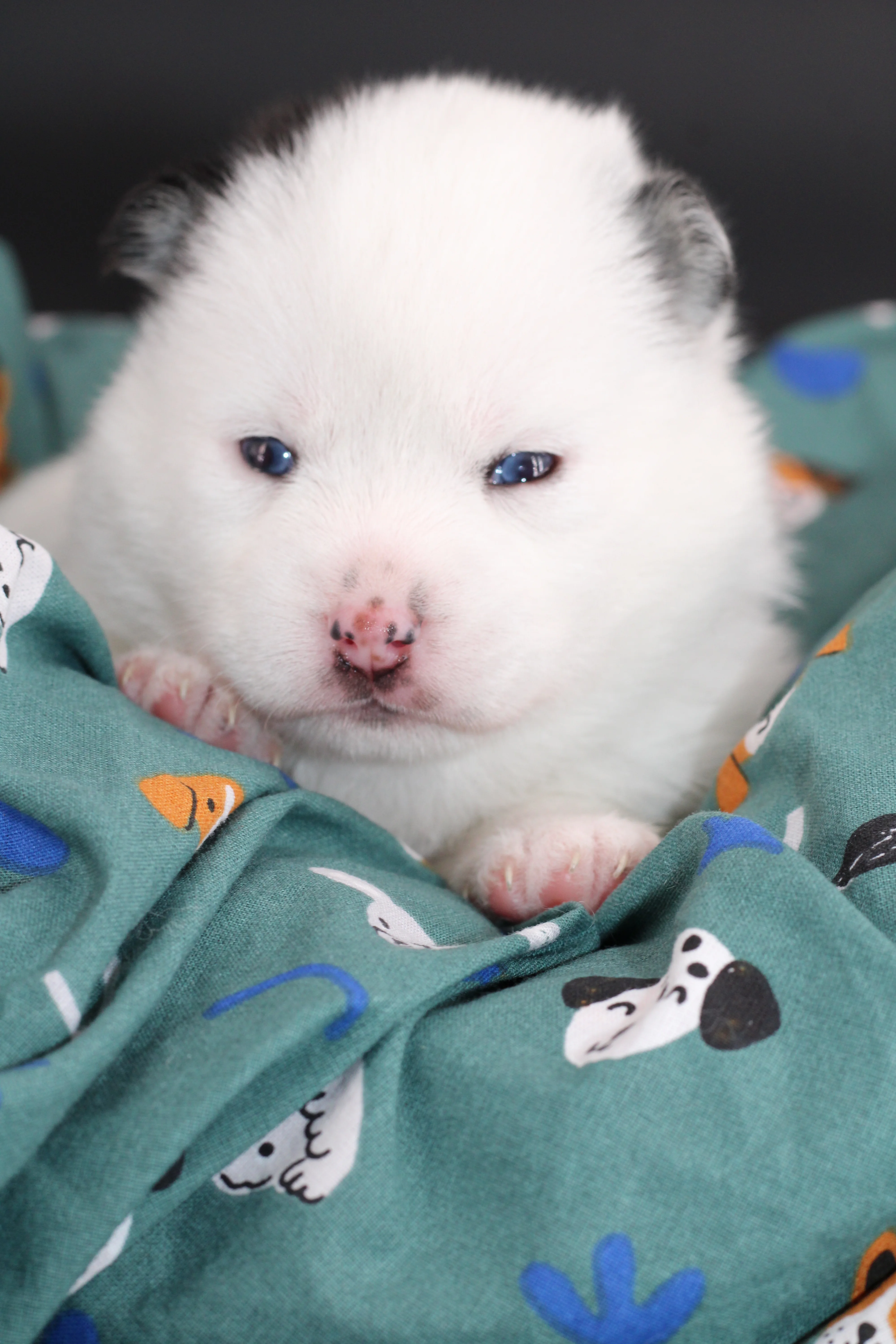ALASKA, chiot Pomsky Royal POMSKY - photo 3