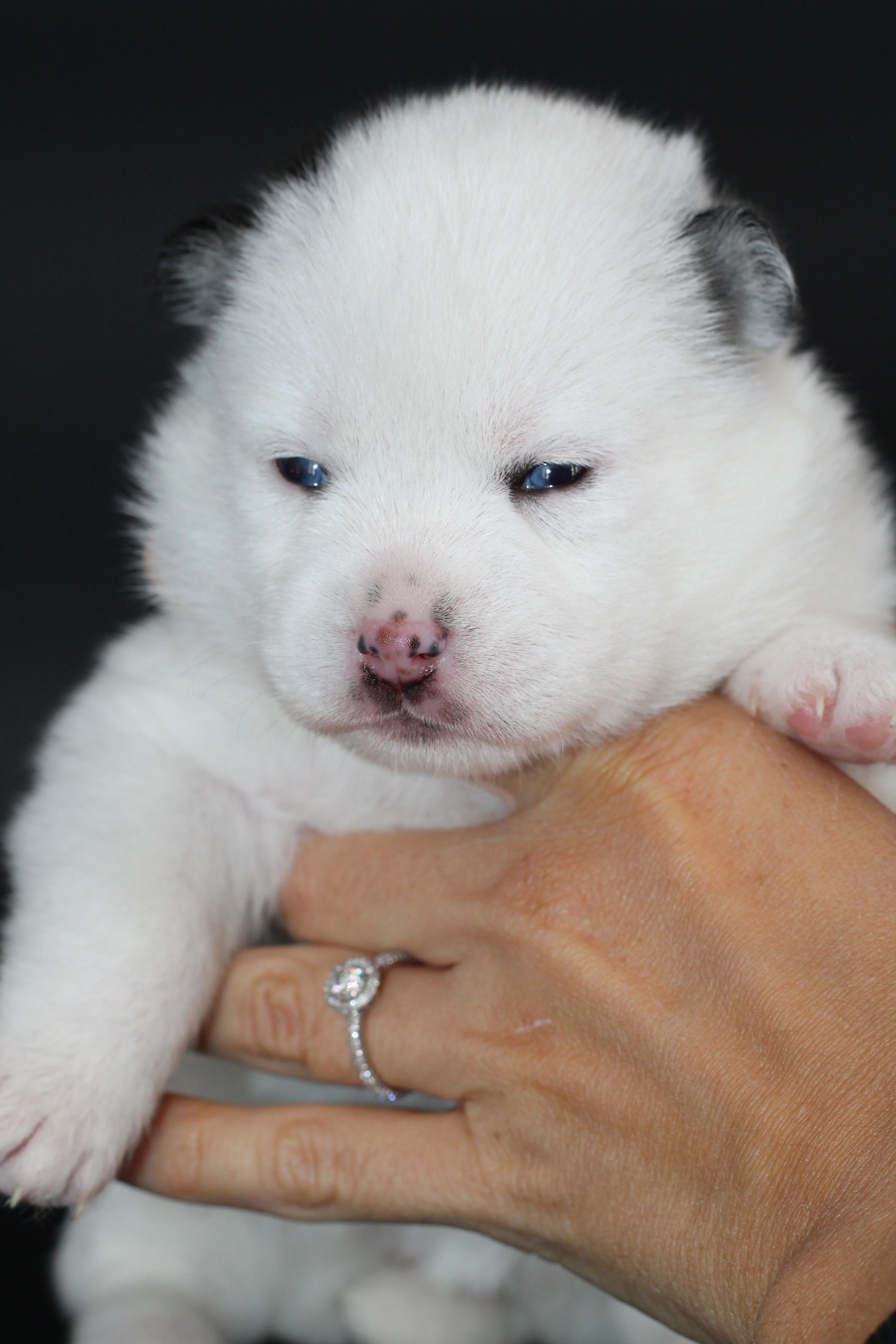 ALASKA, chiot Pomsky Royal POMSKY - photo 4