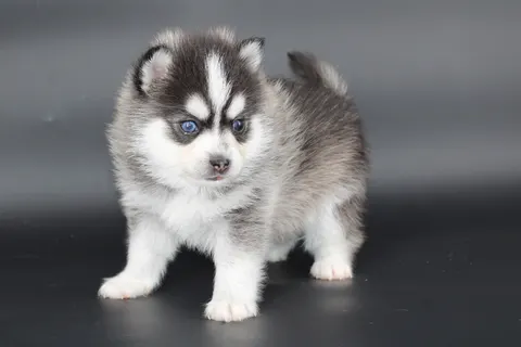 AMAROK, chiot Pomsky Royal POMSKY - photo 1