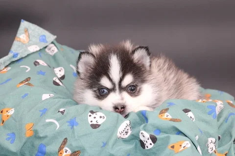 AMAROK, chiot Pomsky Royal POMSKY - photo 1