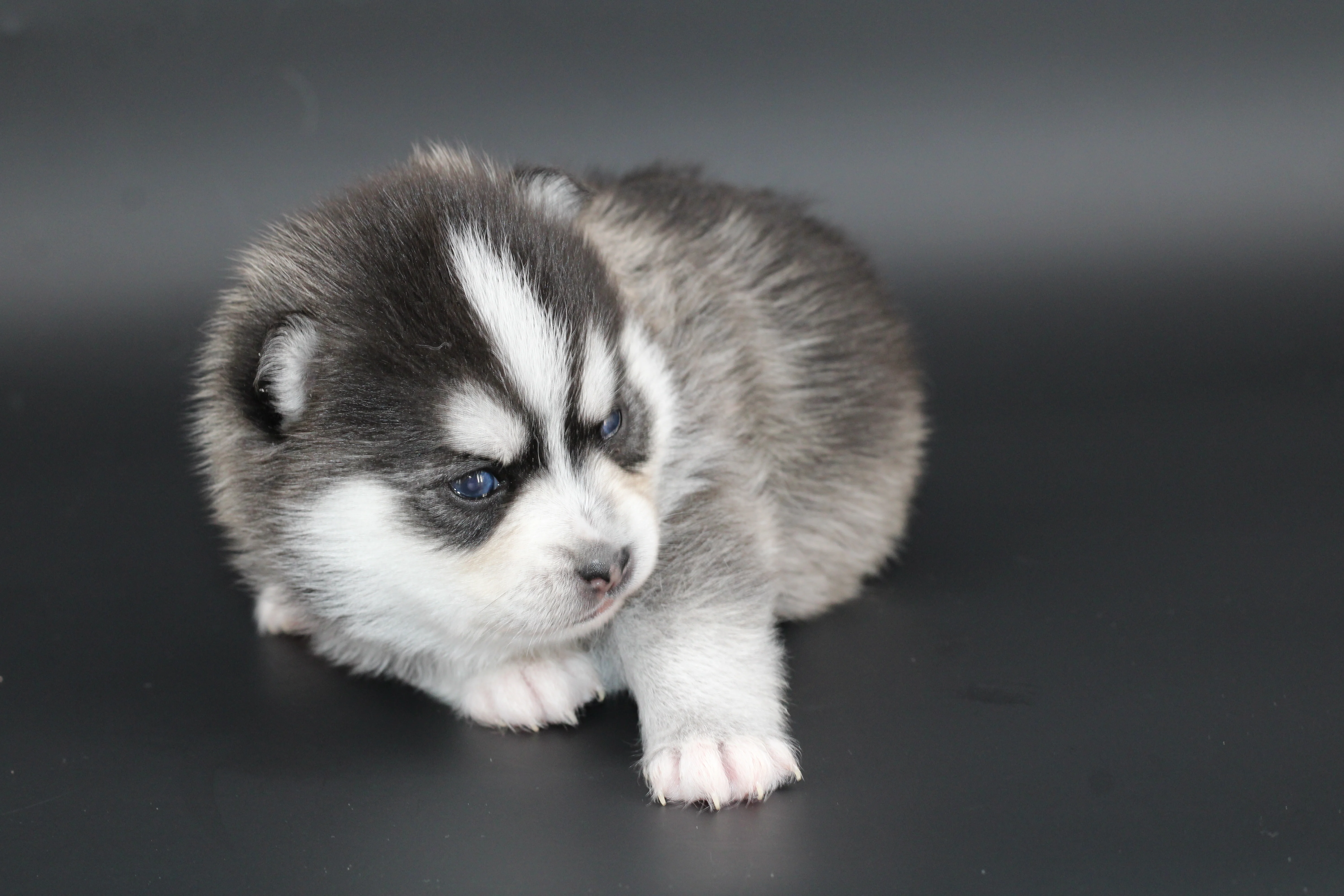 AMAROK, chiot Pomsky Royal POMSKY - photo 2
