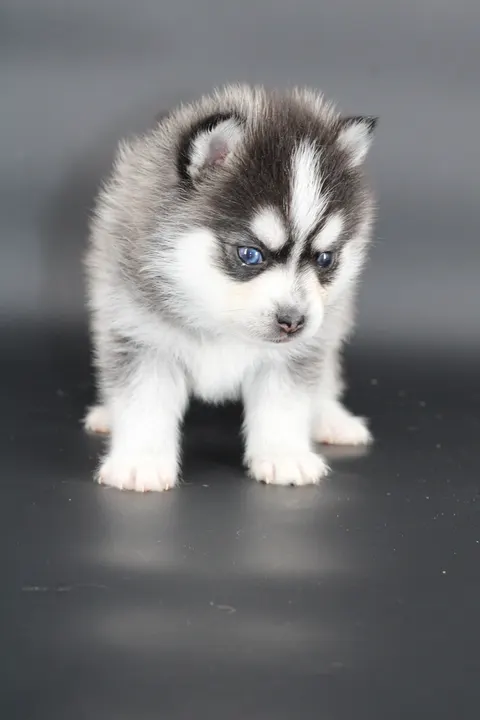 AMAROK, chiot Pomsky Royal POMSKY - photo 4