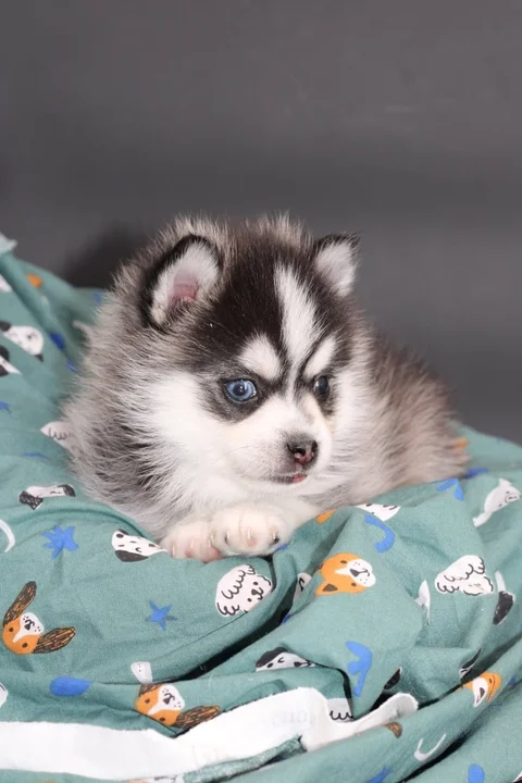 AMAROK, chiot Pomsky Royal POMSKY - photo 2